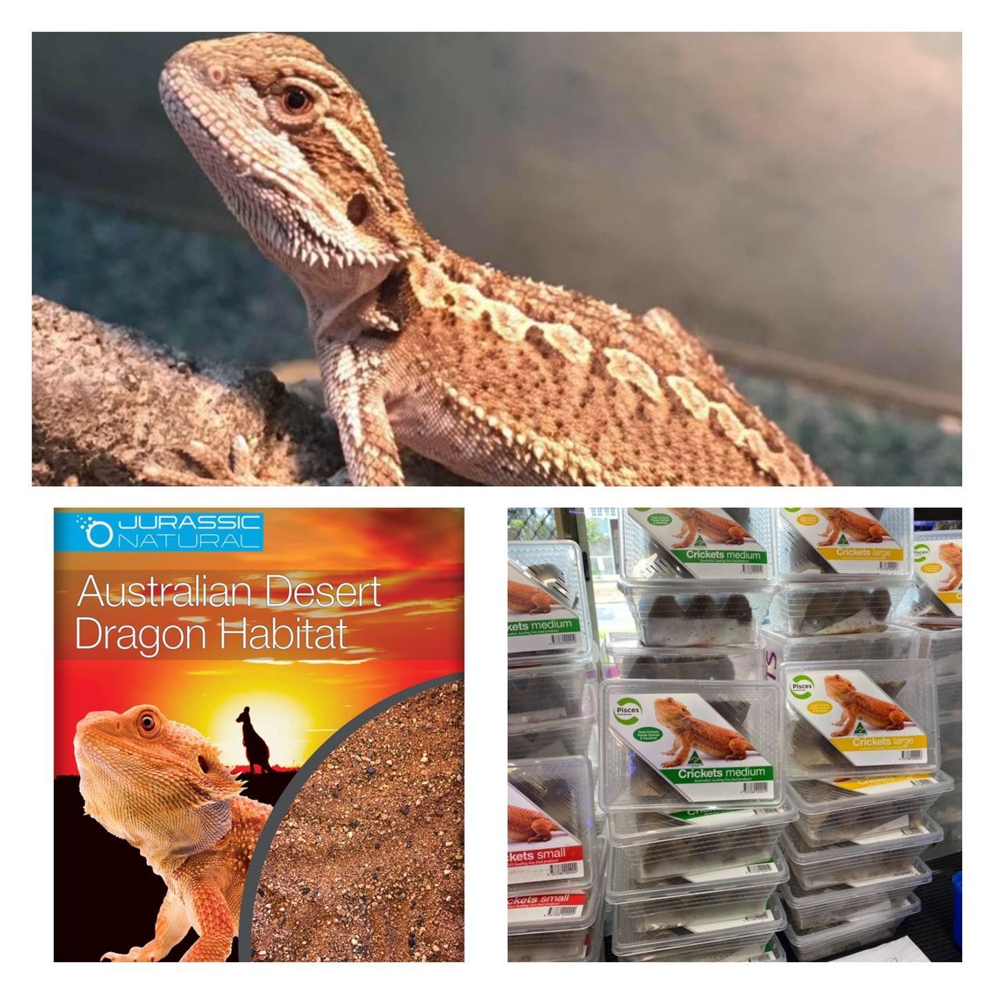Australian Bearded Dragon Feed — Mackay City Pet Barn in South Mackay, QLD