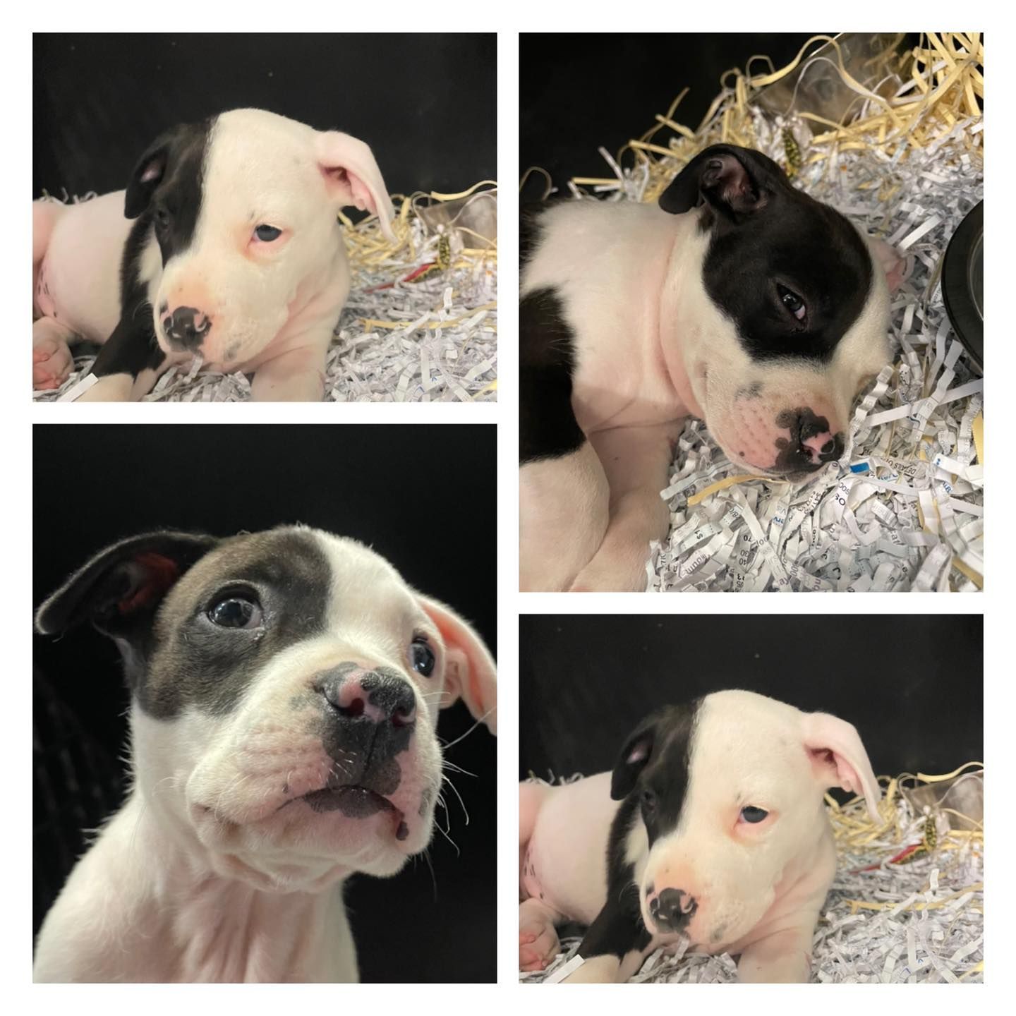 Pup For Sale — Mackay City Pet Barn in South Mackay, QLD
