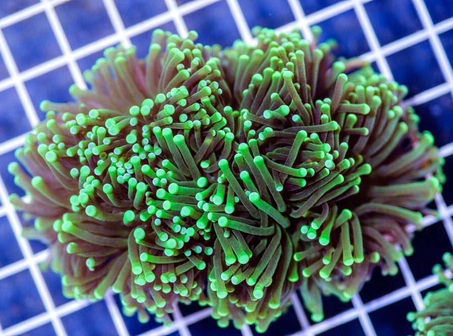 Beautiful Coral — Mackay City Pet Barn in South Mackay, QLD