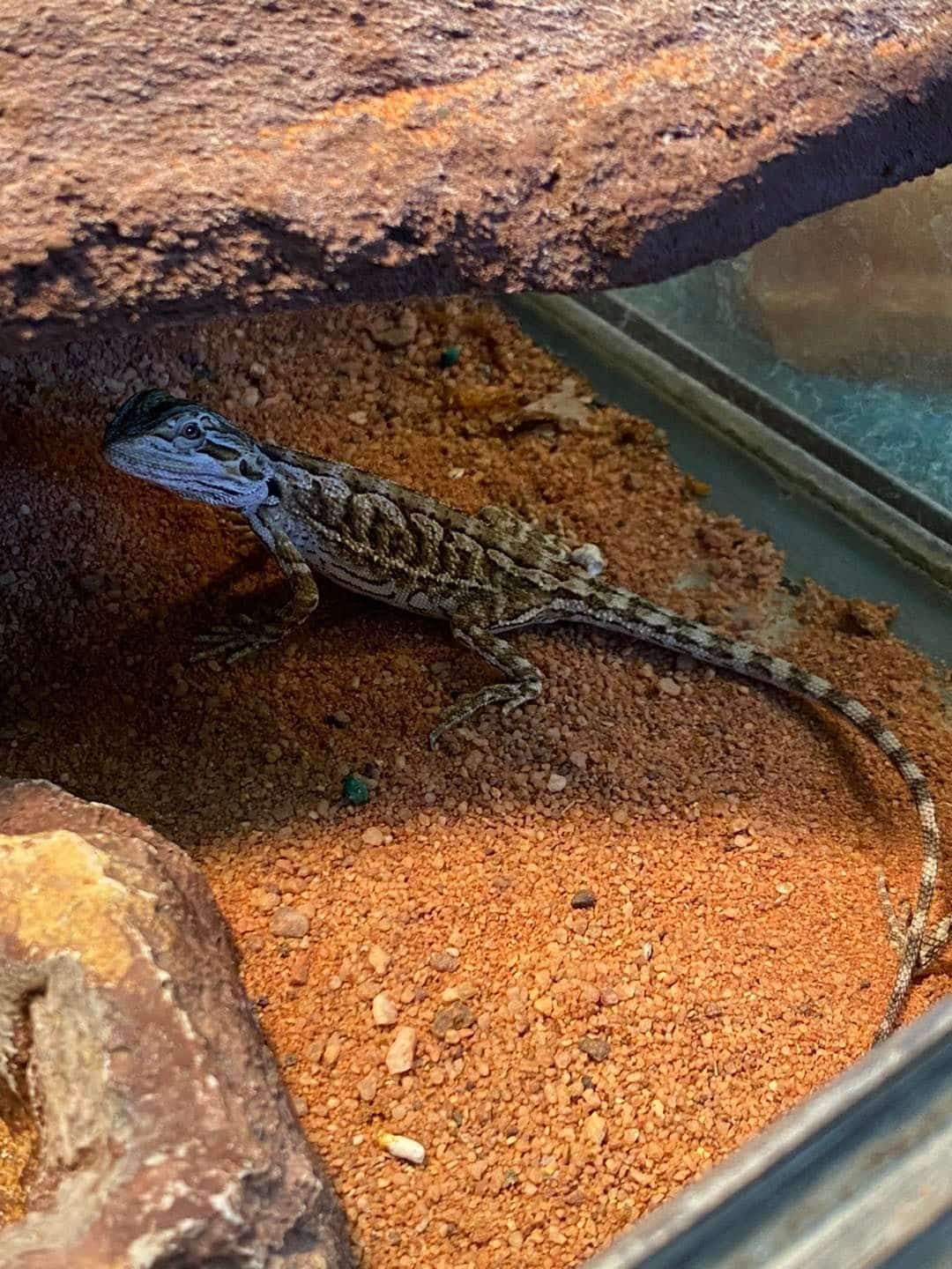 Lizard in Sand — Mackay City Pet Barn in South Mackay, QLD