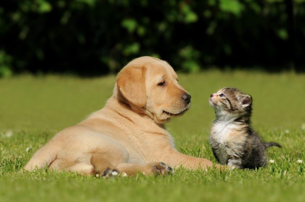 Puppy and Kitten — Mackay City Pet Barn in South Mackay, QLD