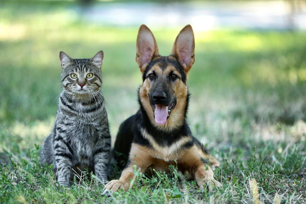 Dog and Cat Sitting on Grass — Mackay City Pet Barn in South Mackay, QLD