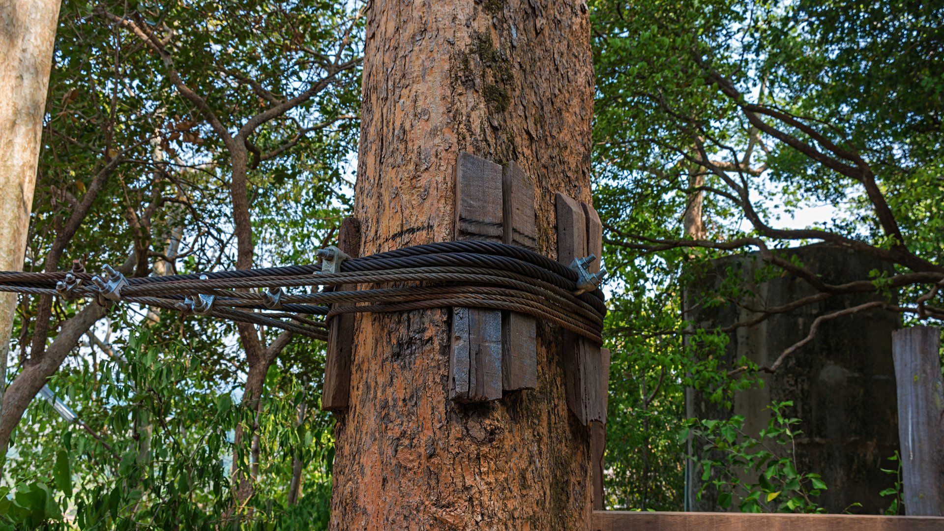 Tree Cabling and Bracing in Jonesville, SC Tree Cabling and Bracing in Jonesville, SC
