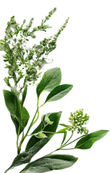 Ramo de planta verde com folhas e cachos de pequenas flores brancas.