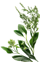 Planta verde folhosa com pequenos botões brancos e longos caules floridos.