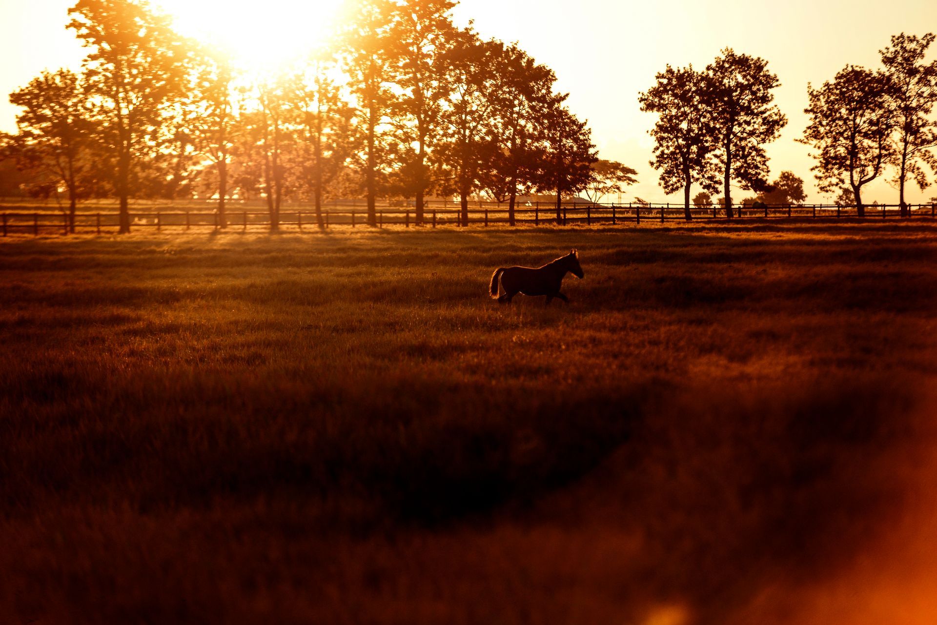 Cavalo em um campo banhado pela luz dourada do sol; árvores e cerca ao fundo.