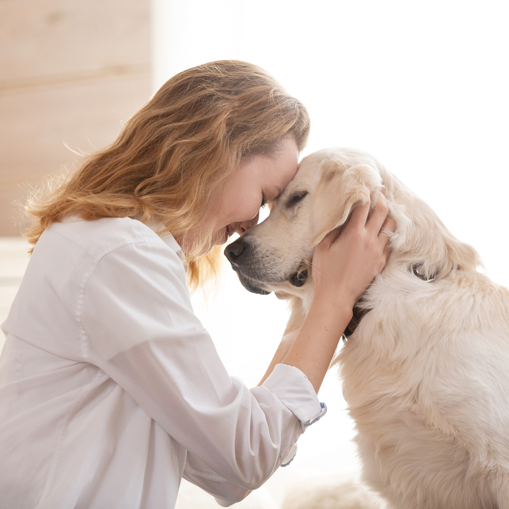 Woman gently touching nose to golden retriever in a bright room