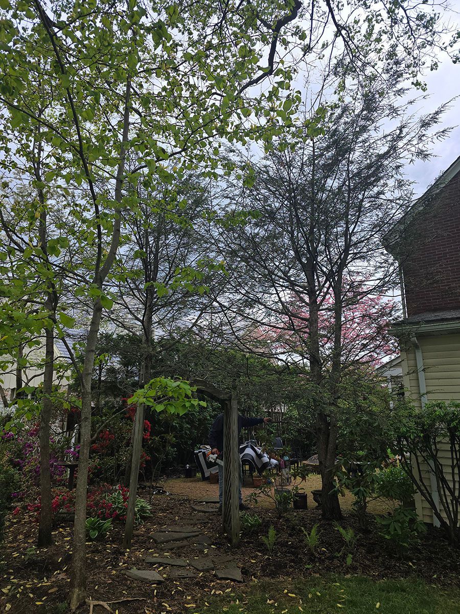 Tree removal in Wyomissing PA