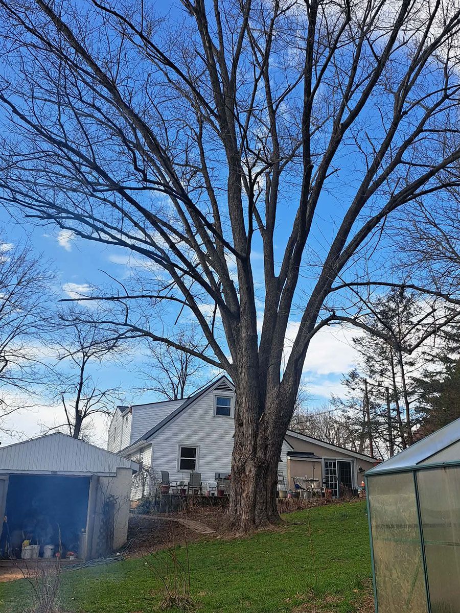 Tree removal in Oley Pa