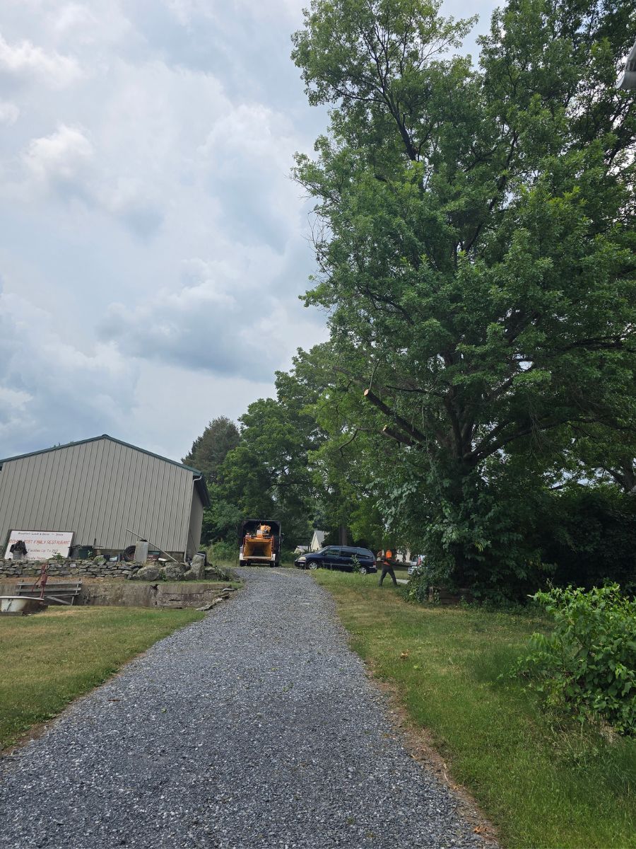 Tree trim in Douglassville, PA
