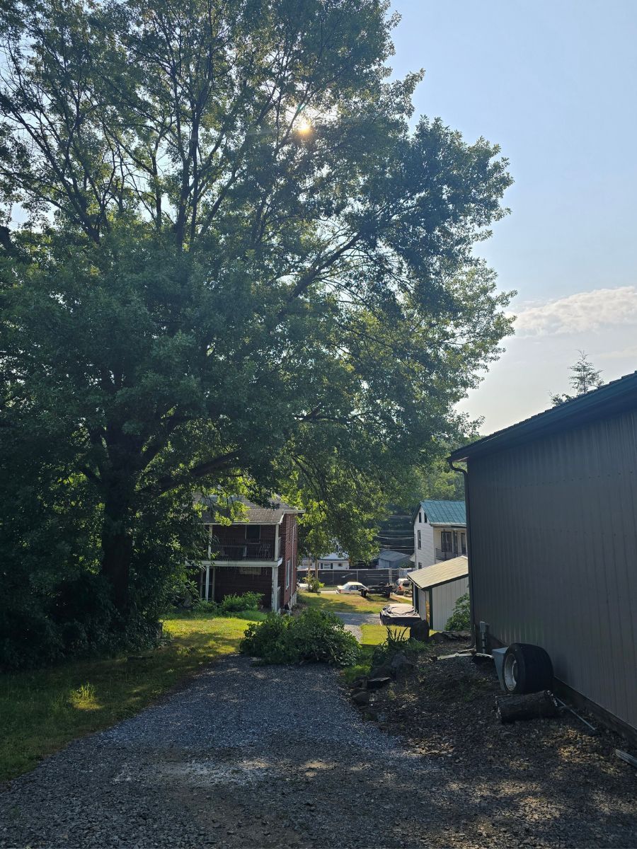 Tree trim in Douglassville, PA