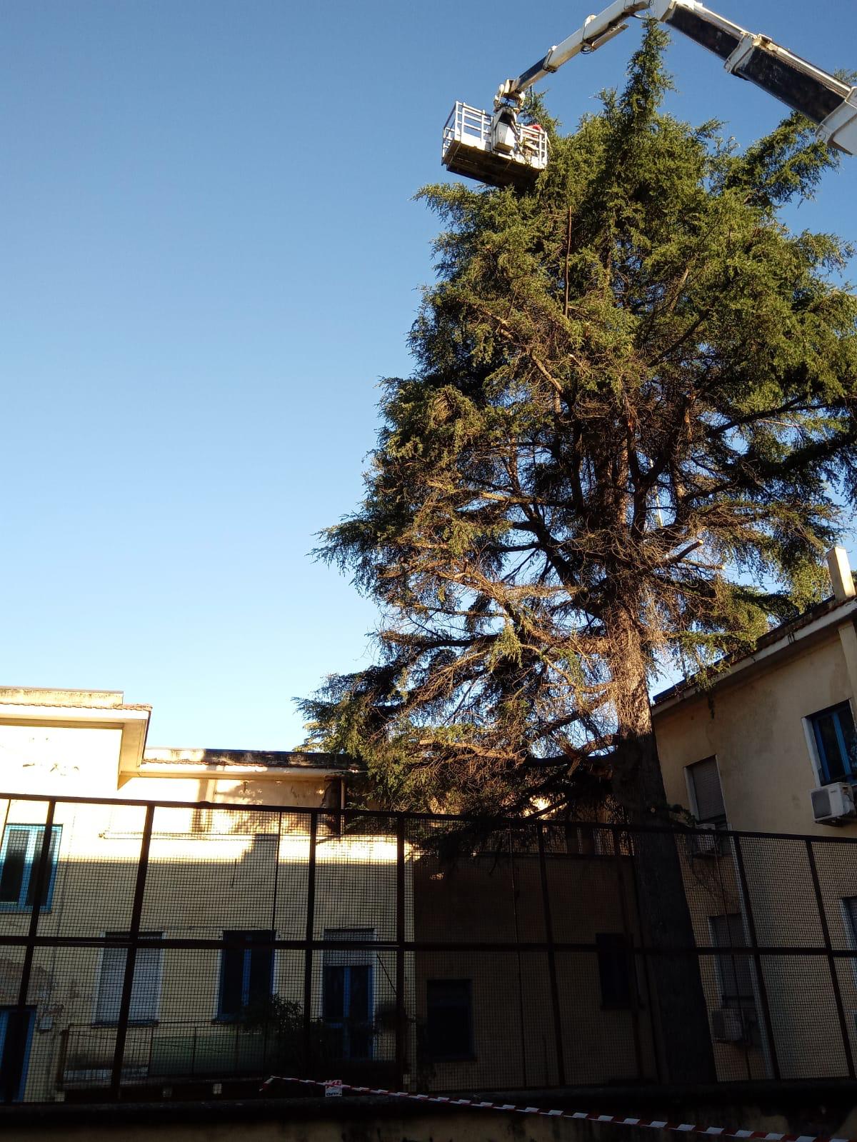Un alto albero sempreverde si erge tra due edifici mentre una gru con un operaio su una piattaforma raggiunge i suoi rami più alti.