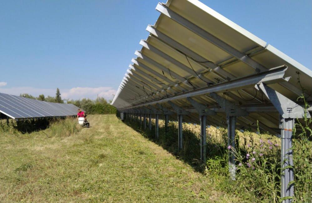 Una persona su un tosaerba taglia l'erba tra le file di pannelli solari in un luogo soleggiato e rurale.