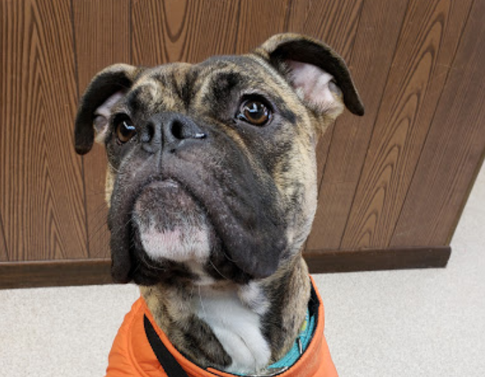 Veterinary Services Hudson, IA Hudson Veterinary Clinic