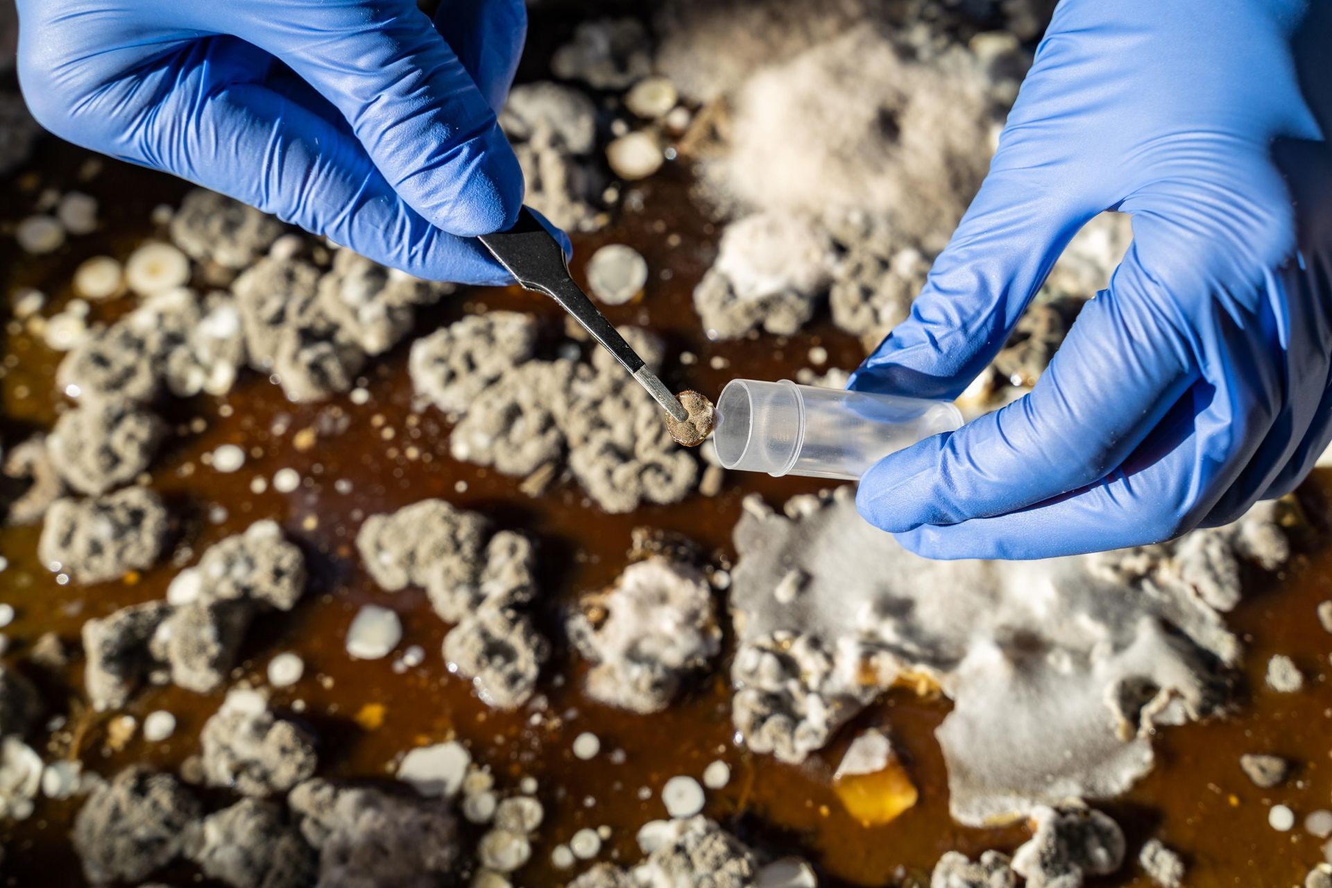 a person wearing blue gloves is taking a sample of mould from a container