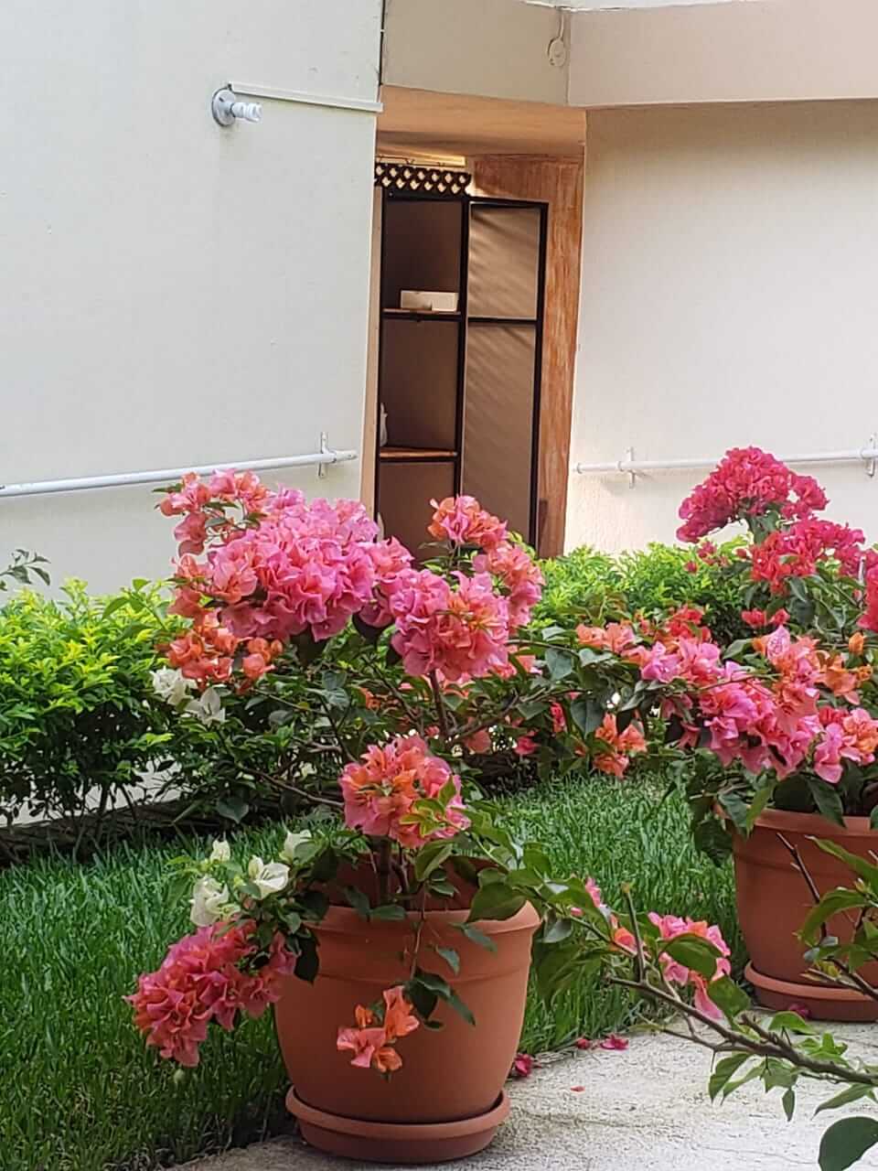 Macetas con flores rosas y arbustos verdes junto a la pared y la puerta de un edificio.
