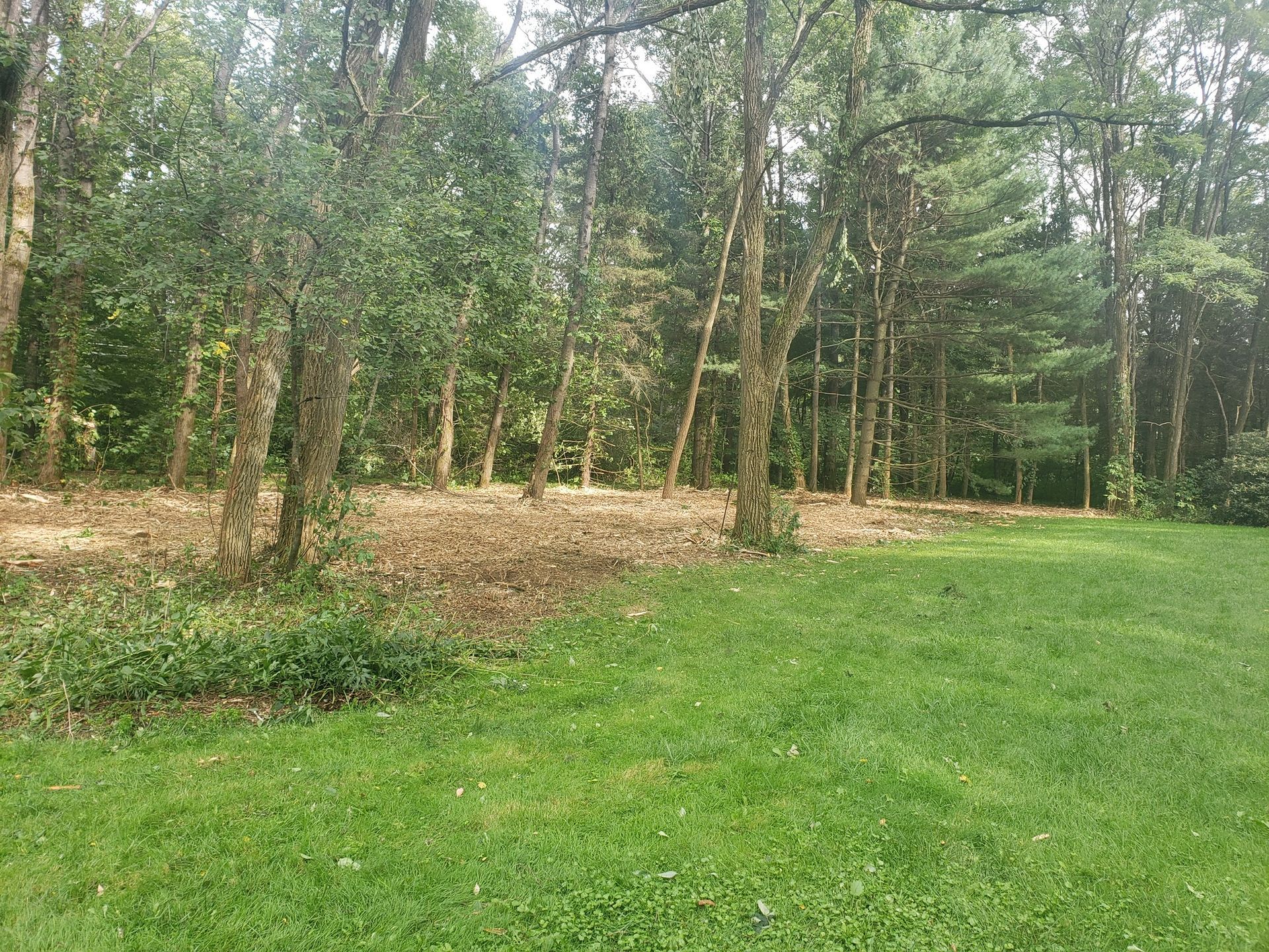 There is a lot of grass in the middle of the woods.