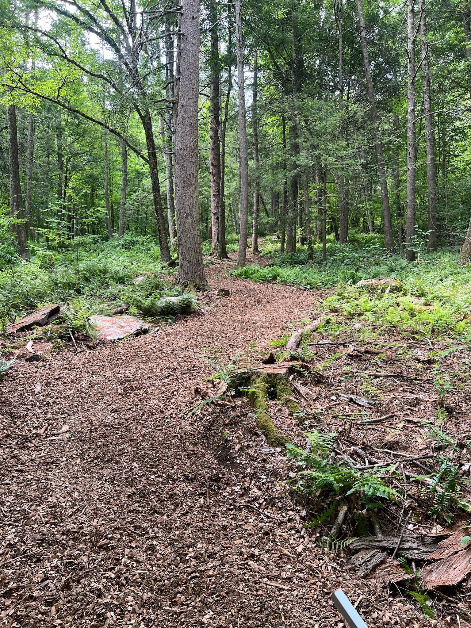 A path in the middle of a forest surrounded by trees and leaves.