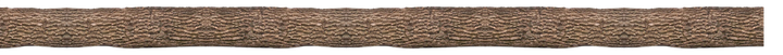 A close up of a row of brown hair on a white background.