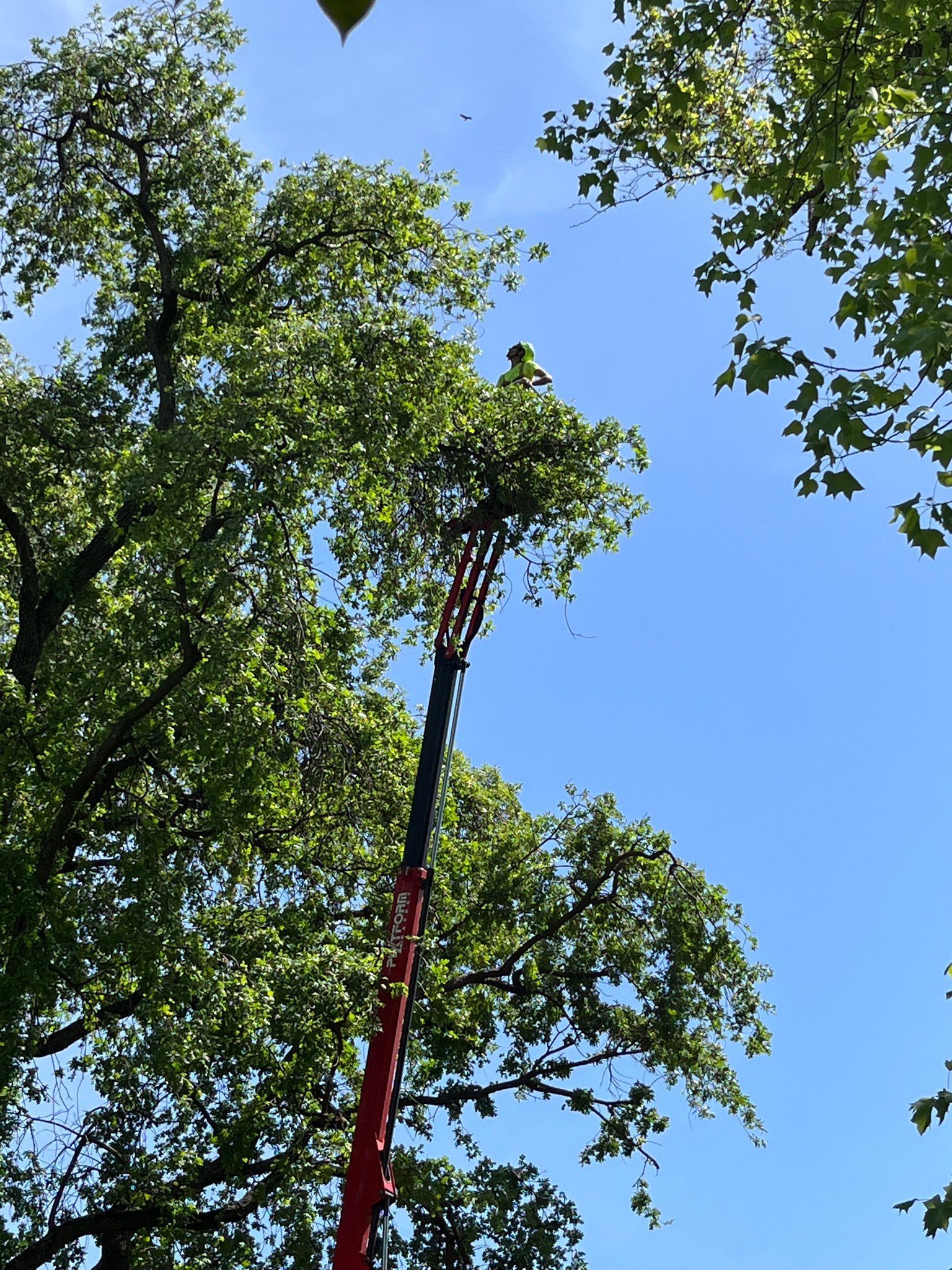 About Trees trimming a tree in Redding, CA