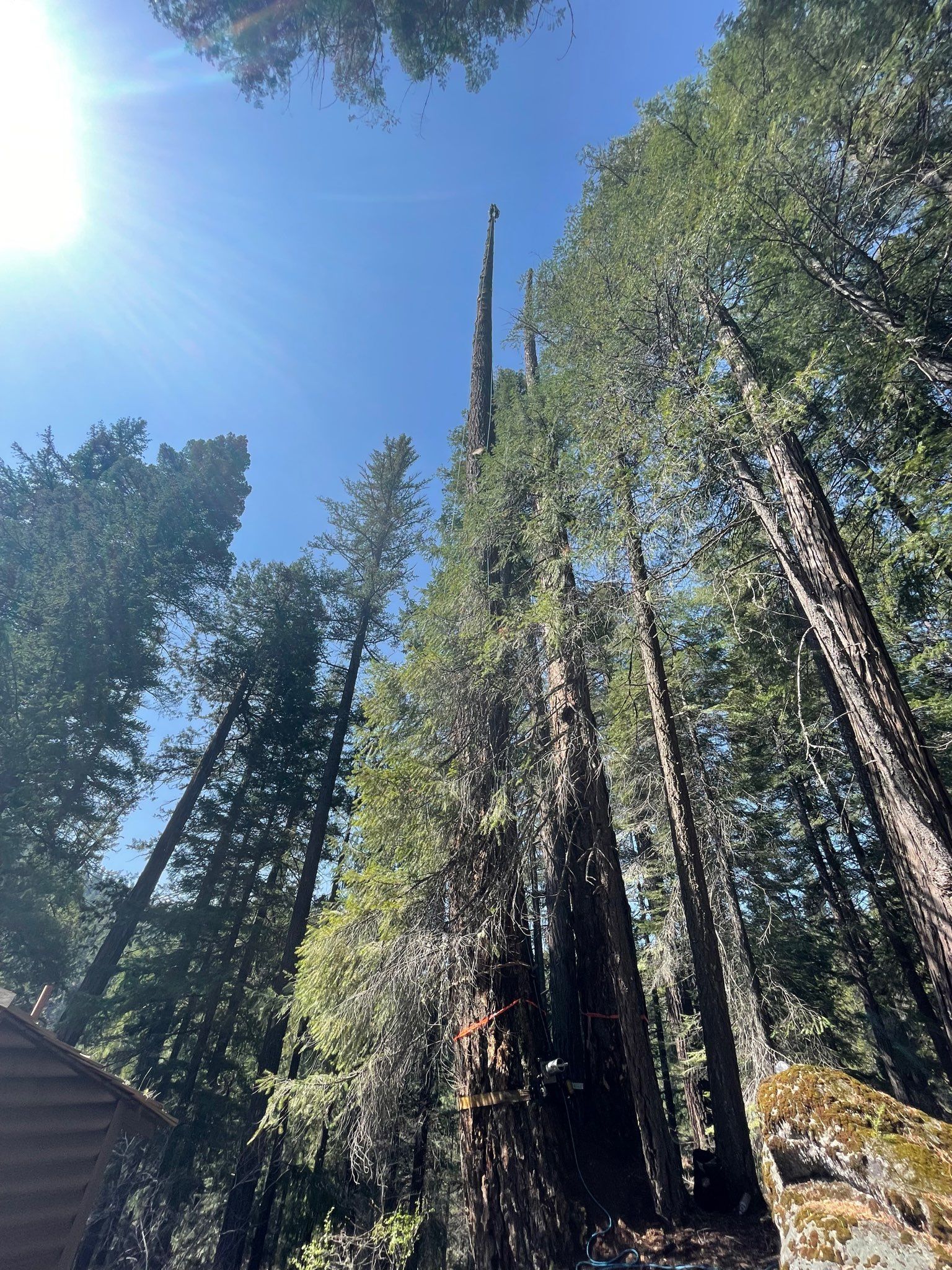 About trees providing defensible space in Redding, CA