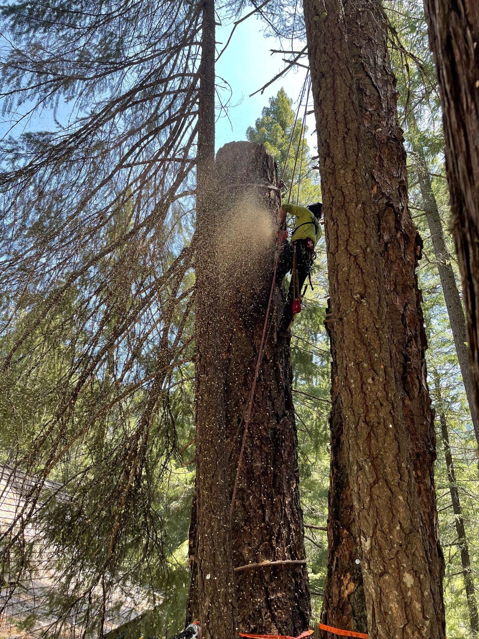 About Trees providing defensible space in Redding, CA