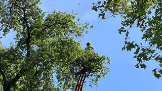 A Tree Triming