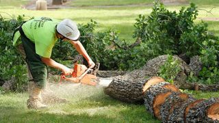 A Tree  Removal