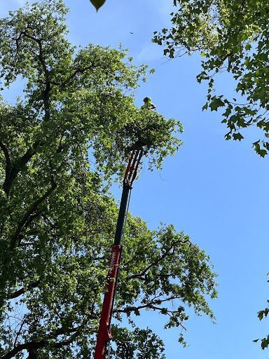 Best Time to Prune
