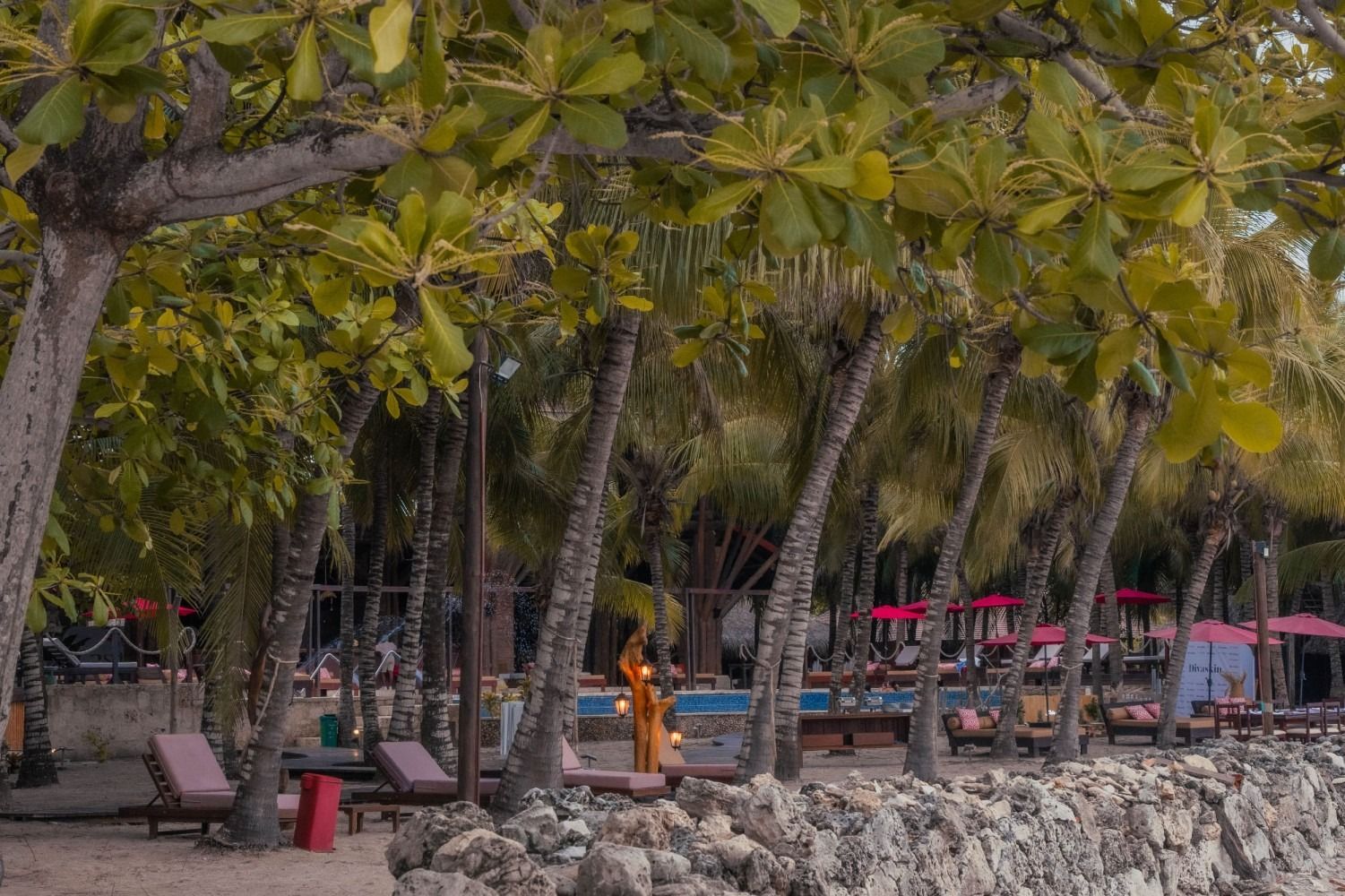 Beach scene with trees, lounge chairs, and a pool.