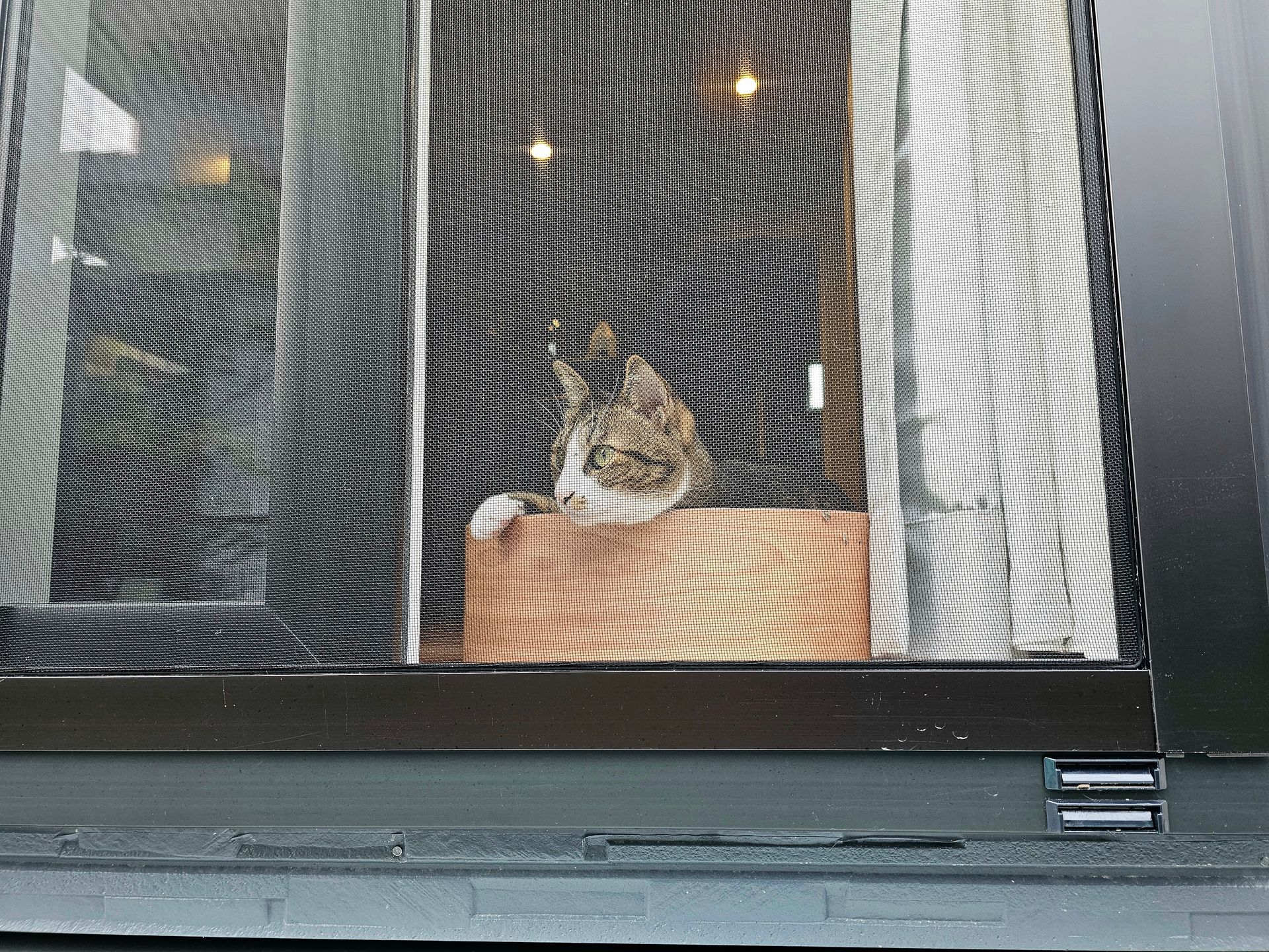 Cat looking out of a window behind screen. Beige cat on a brown box, natural light. Cat looking out of a window behind screen. Beige cat on a brown box, natural light.