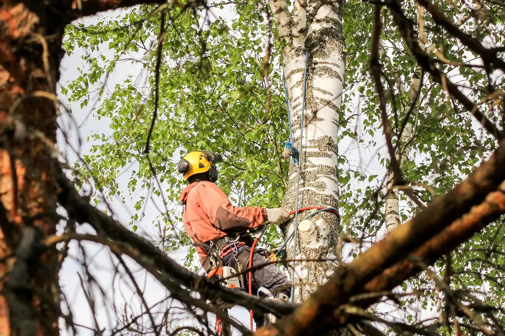 cutter tree service