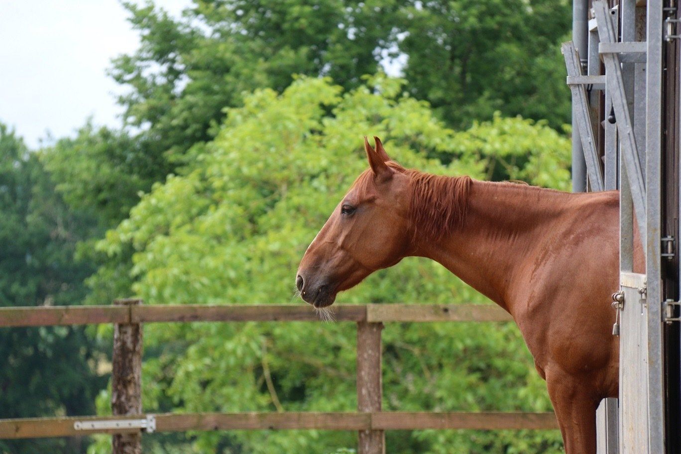 Bruin paard staat bij een schuurdeur met groene bomen en een houten hek op de achtergrond.