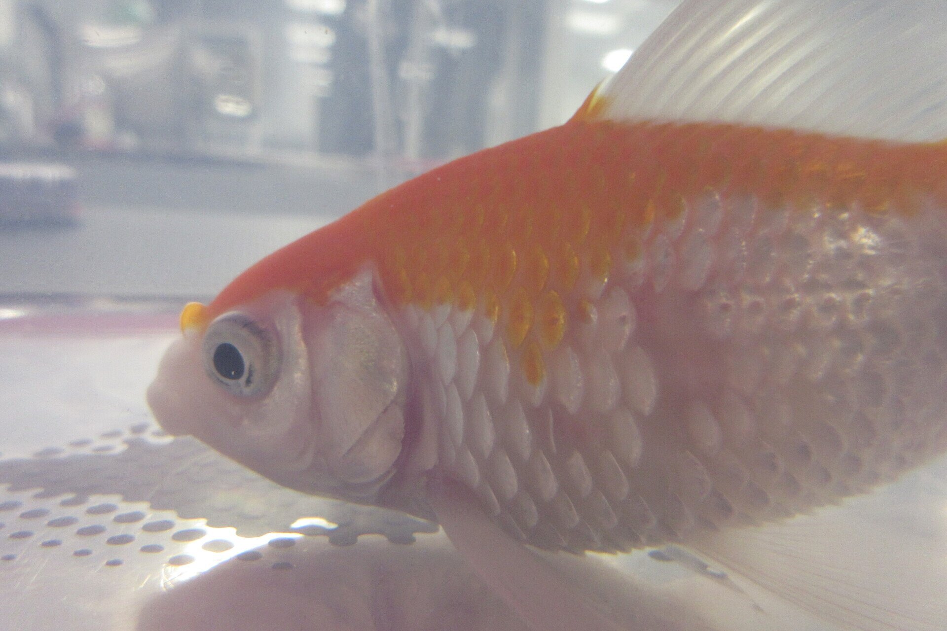 Maladies des poissons - NACOLOGIE