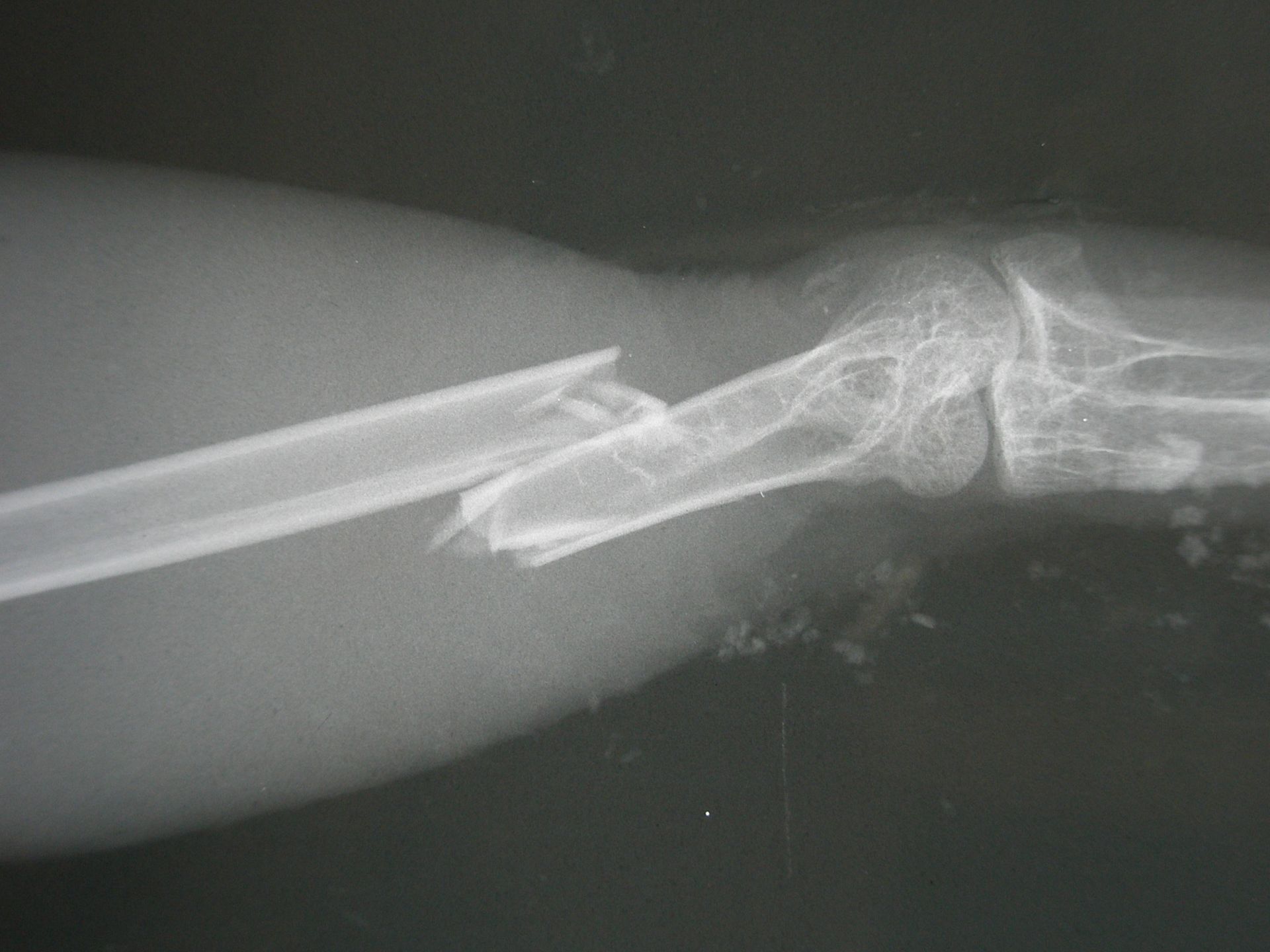 Maladies des oiseaux - NACOLOGIE