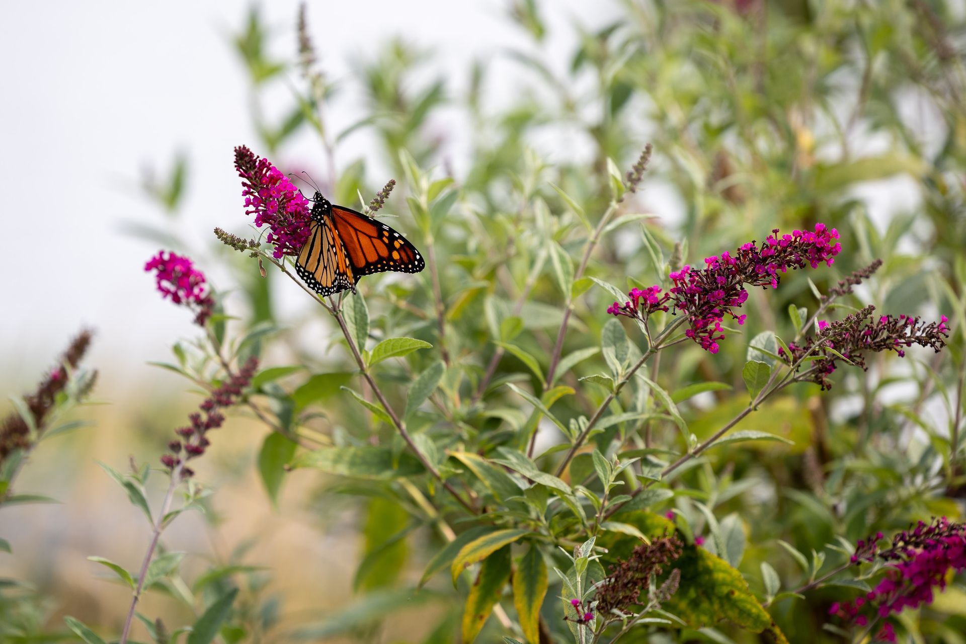 Monarch butterfly with orange and black wings on purple flowers. Green foliage.