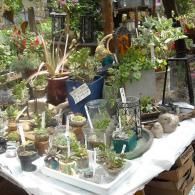 A display table filled with assorted potted succulents, small decorative plants, and glass containers at a plant nursery.
