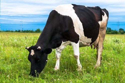 Mucca bianca e nera che pascola in un campo verde sotto un cielo nuvoloso.