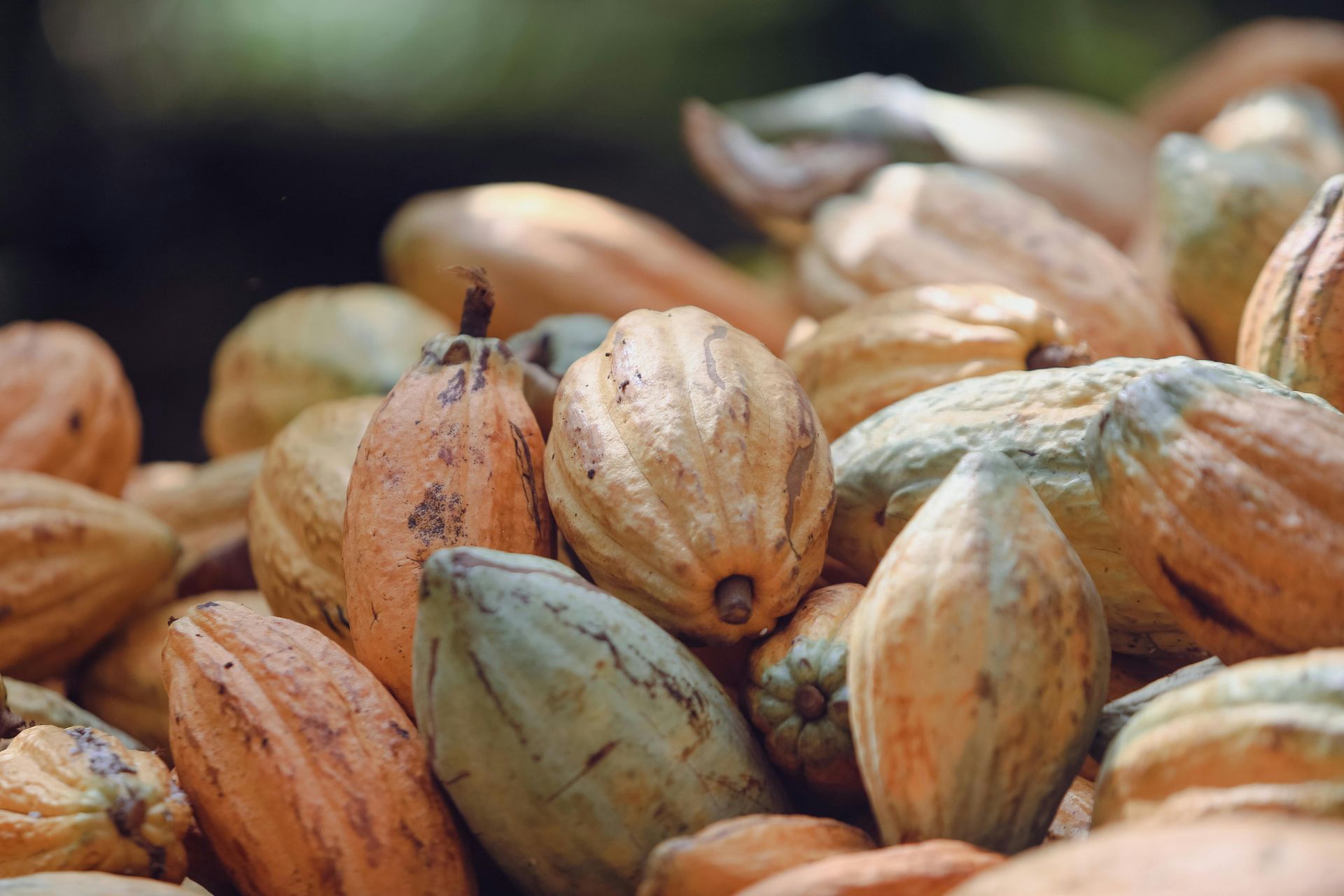 ceremoniële cacao is gezonder en voedzamer dan rauwe cacao