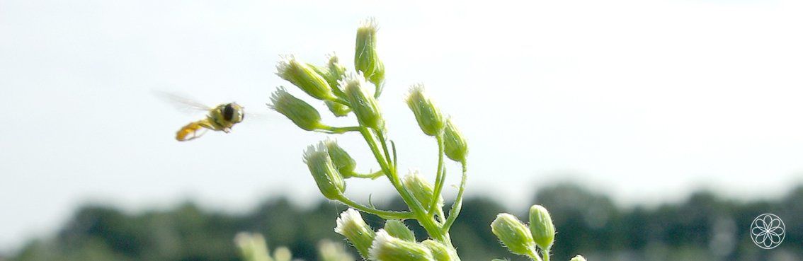 Canadese Fijnstraal • Erigeron canadensis Nanaaja Canadese Fijnstraal