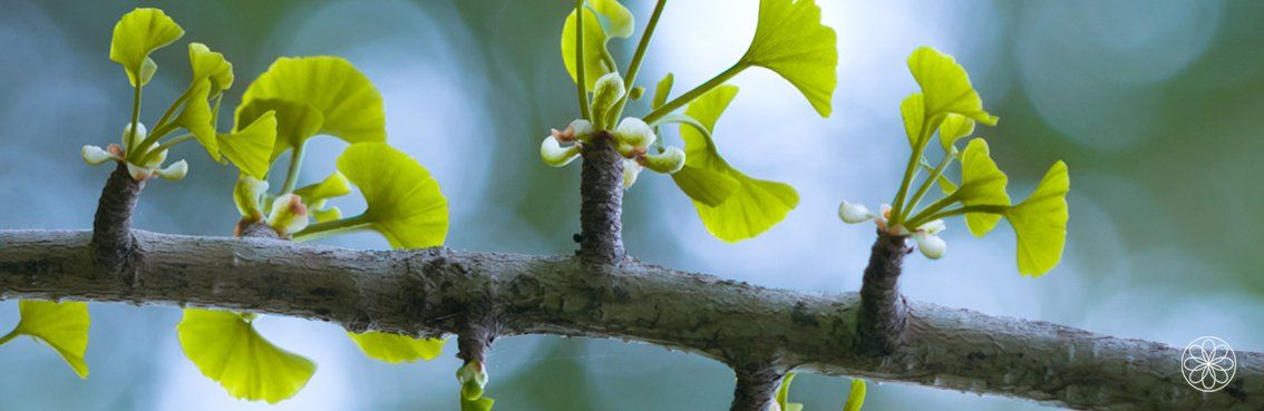 Japanse Tempelboom โข Ginkgo Biloba Nanaaja Japanse Tempelboom Ginkgo Biloba