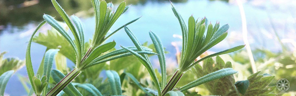 Kleefkruid fluistert โข Galium aparine Nanaaja Kleefkruid fluistert