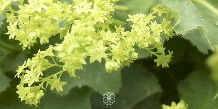 Nanaaja Blog Vrouwenmantel, de natuur praat