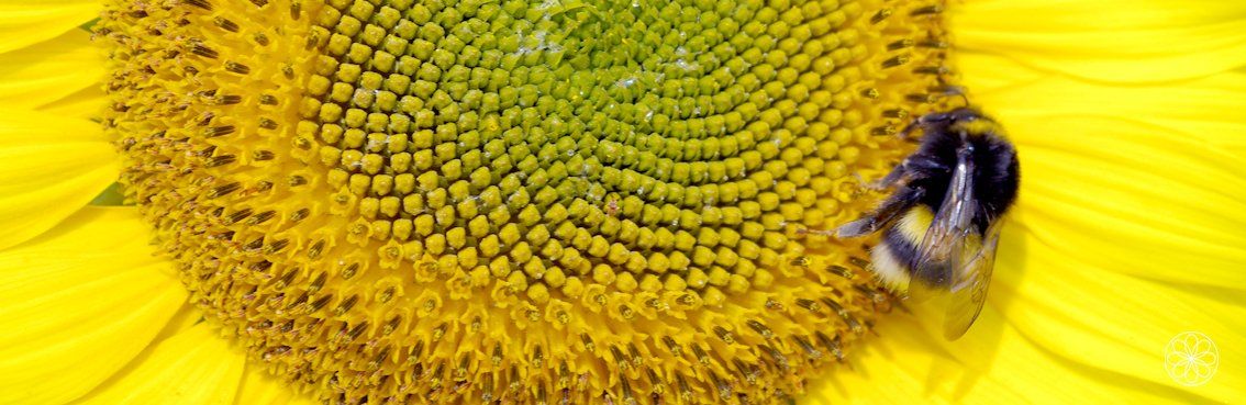 Wat nou als? Zonnebloem Nanaaja Wat nou als?