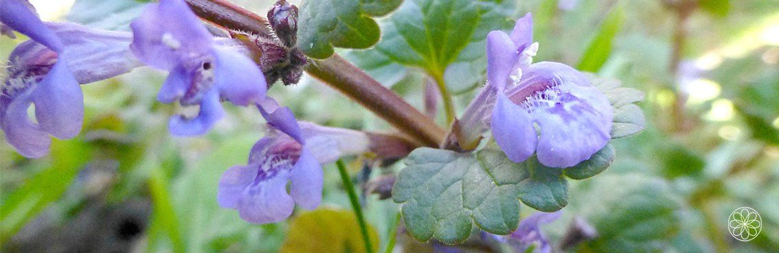Hondsdraf • Glechoma hederacea Nanaaja Hondsdraf • Glechoma hederacea