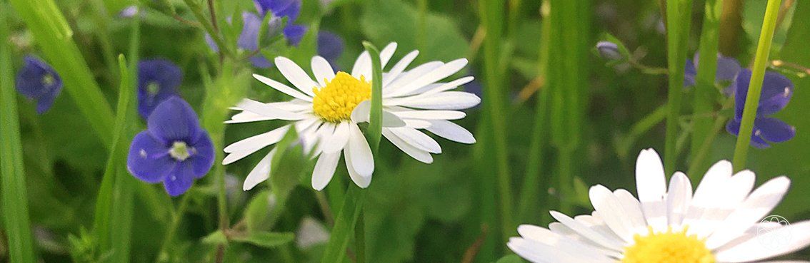 Nanaaja Lente, lente, lente