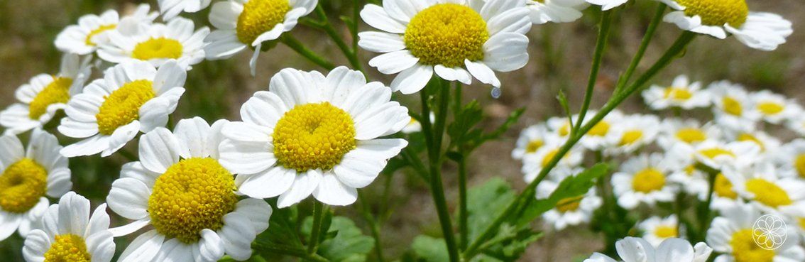 Moederkruid • Chrysanthemum Nanaaja Moederkruid • Chrysanthemum