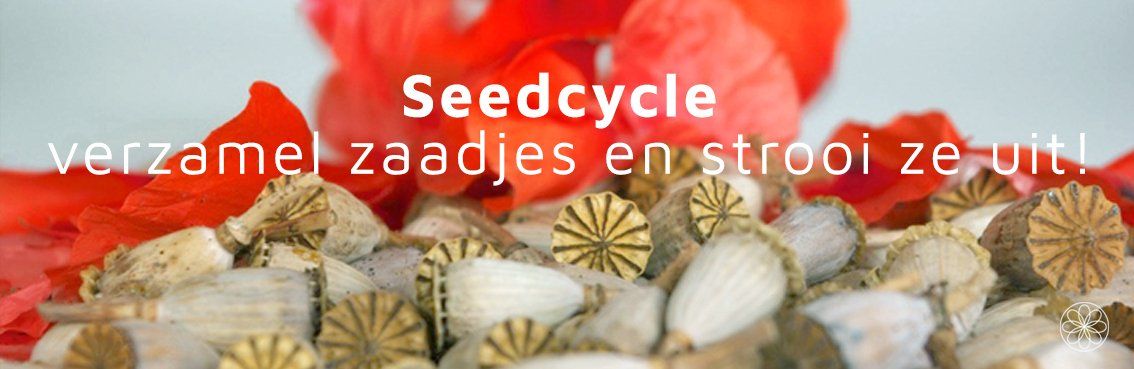 Seed cycle • klaproos Nanaaja Seed cycle
