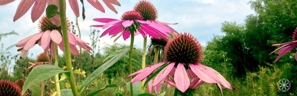Weerstand bij virussen • Echinacea Nanaaja Weerstand bij virussen.