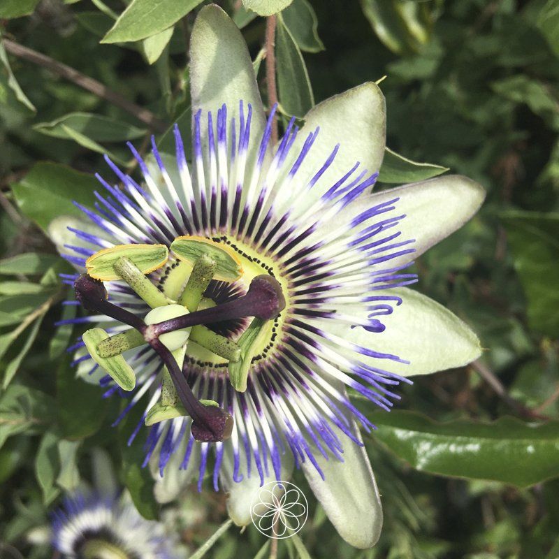 Nanaaja kruiden orakel Passiebloem